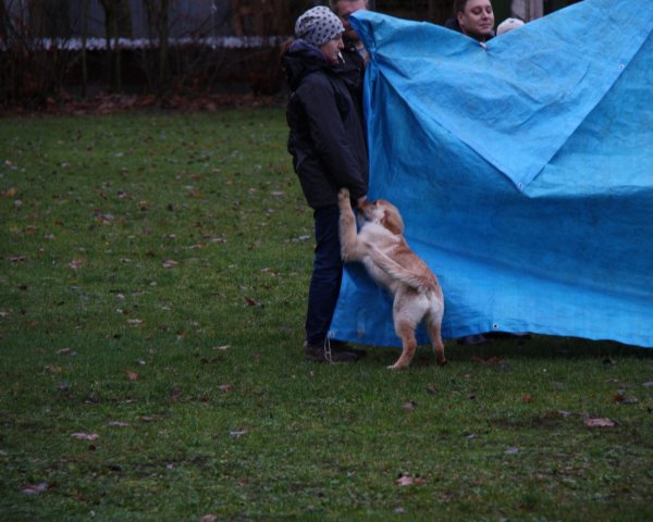 JahresabschlussWelpenJunghunde2019